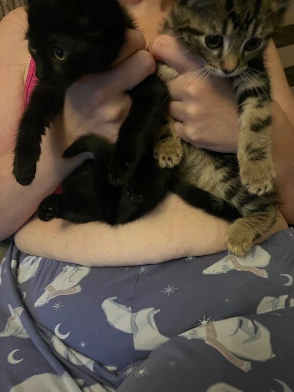 British Shorthair kittens for sale in Whitchurch, Bristol – 8 weeks old - Image 3 of 6