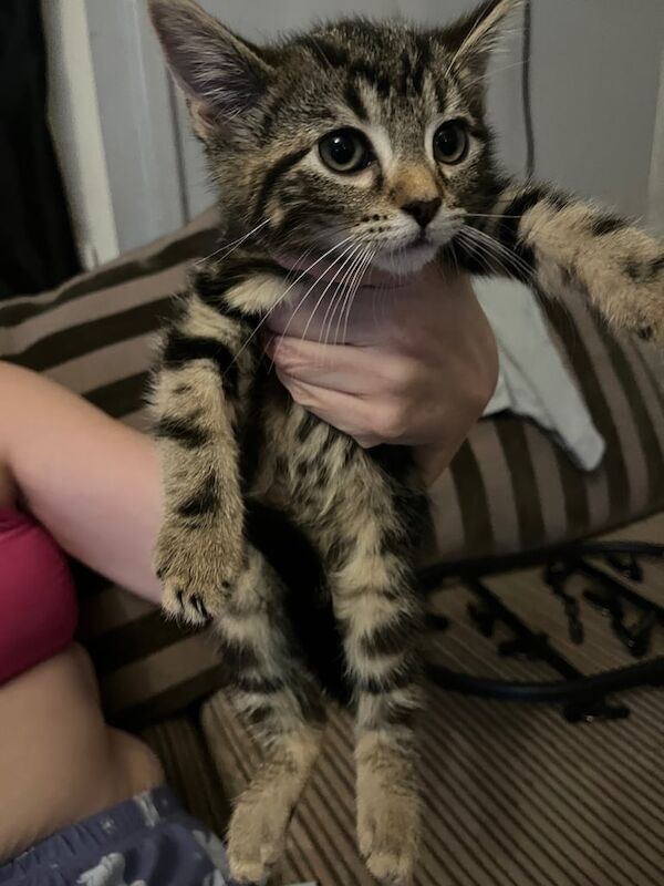 British Shorthair kittens for sale in Whitchurch, Bristol – 8 weeks old - Image 4 of 6