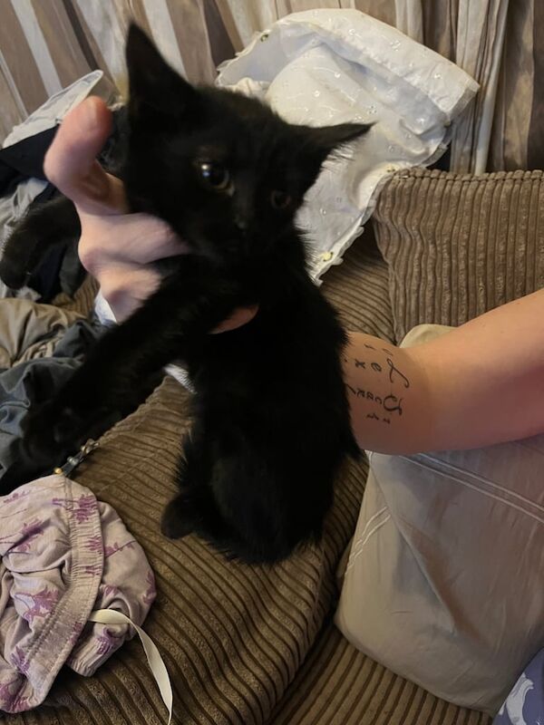 British Shorthair kittens for sale in Whitchurch, Bristol – 8 weeks old - Image 5 of 6