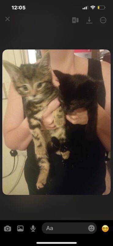 British Shorthair kittens for sale in Whitchurch, Bristol – 8 weeks old - Image 6 of 6