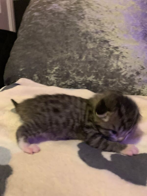 British Shorthair kittens for sale in Droylsden, Greater Manchester – 2 weeks old