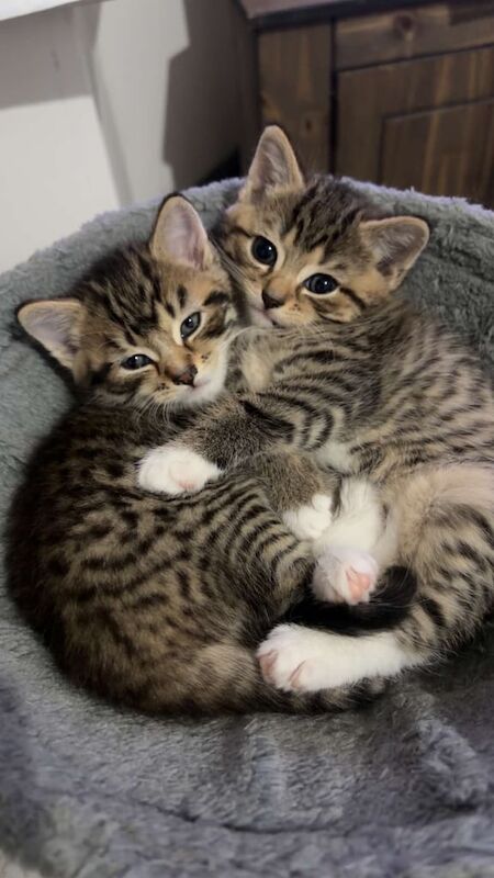 British Shorthair kittens for sale in Rochdale, Greater Manchester – 8 weeks old - Image 2 of 5