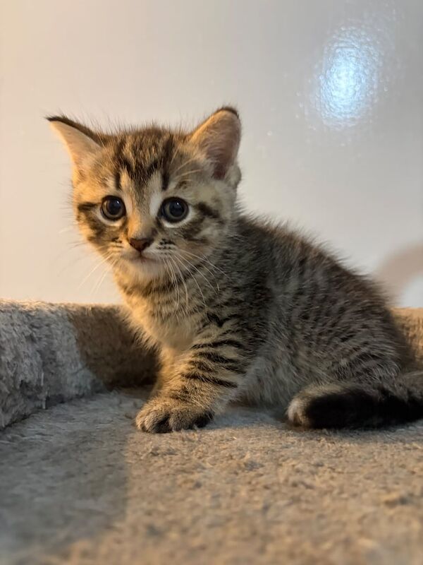 British Shorthair kittens for sale in Rochdale, Greater Manchester – 8 weeks old - Image 3 of 5