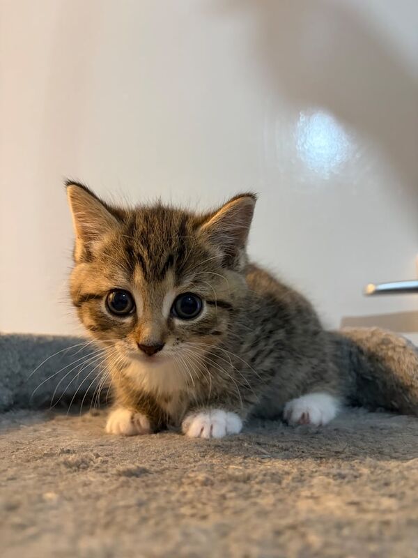 British Shorthair kittens for sale in Rochdale, Greater Manchester – 8 weeks old - Image 4 of 5