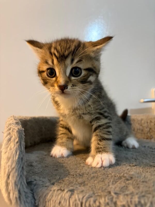 British Shorthair kittens for sale in Rochdale, Greater Manchester – 8 weeks old - Image 5 of 5