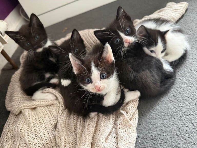 British Shorthair kittens for sale in Paisley, Renfrewshire – 5 weeks old