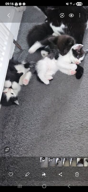 British Shorthair kittens for sale in Paisley, Renfrewshire – 5 weeks old - Image 3 of 6