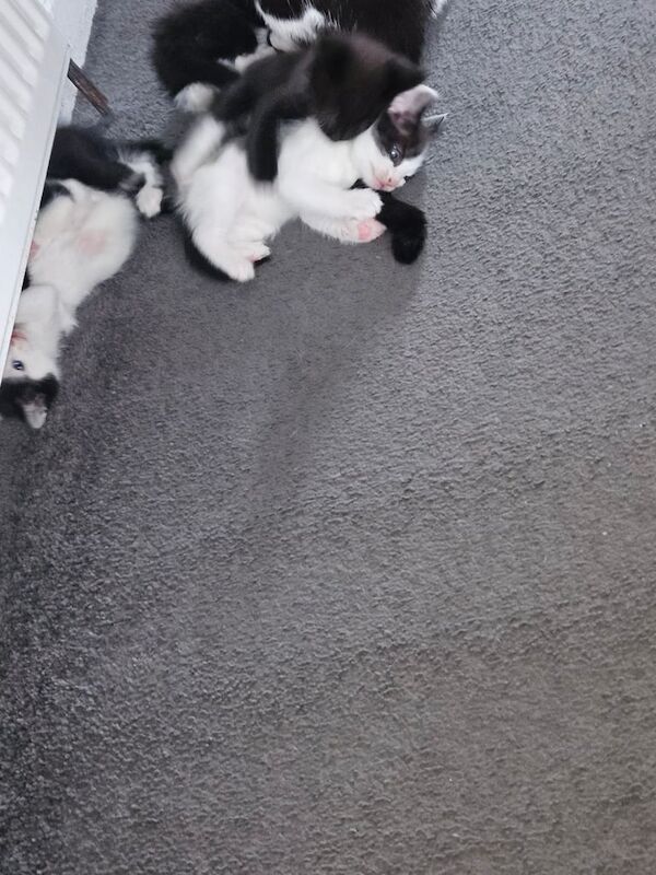 British Shorthair kittens for sale in Paisley, Renfrewshire – 5 weeks old - Image 4 of 6