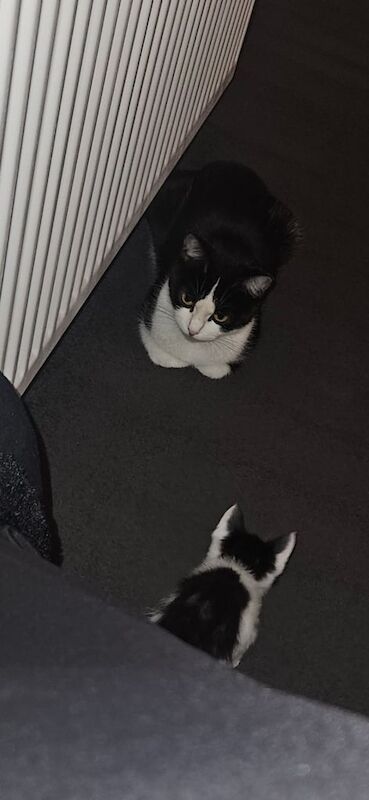 British Shorthair kittens for sale in Paisley, Renfrewshire – 5 weeks old - Image 5 of 6