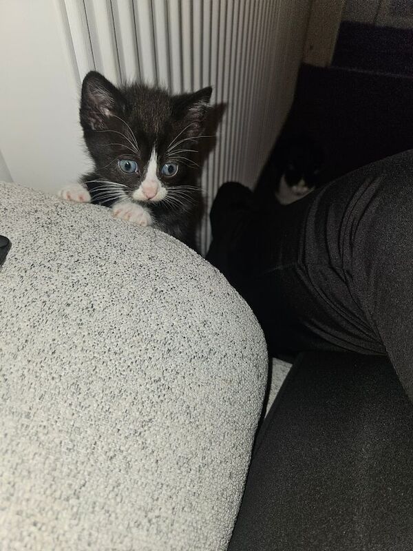 British Shorthair kittens for sale in Paisley, Renfrewshire – 5 weeks old - Image 6 of 6