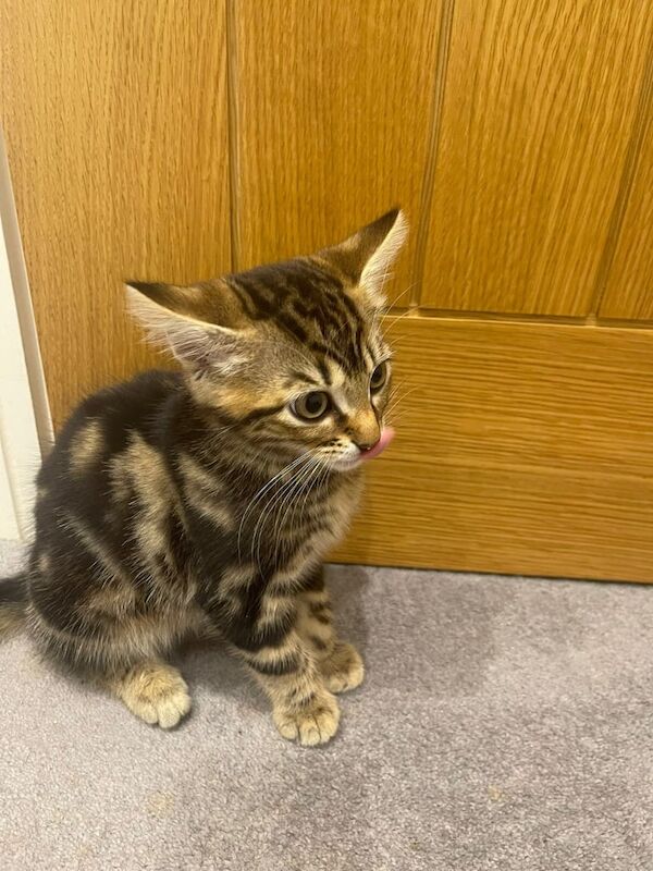 British Shorthair kittens for sale in Hulme, Greater Manchester – 8 weeks old