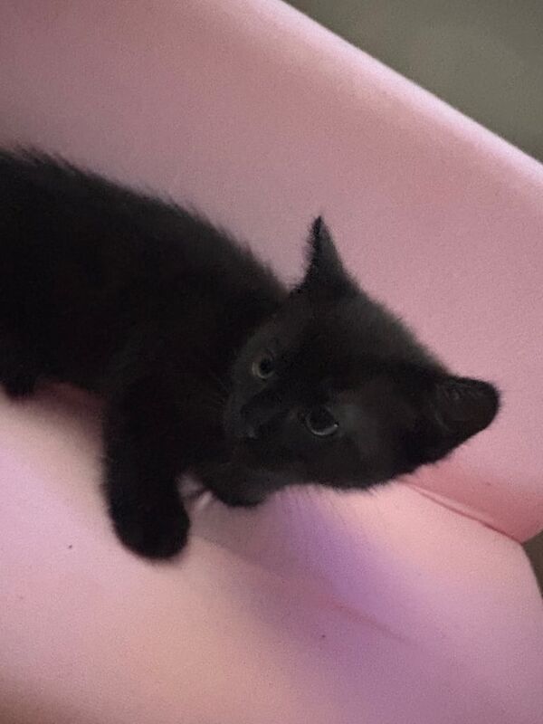 British Shorthair kittens for sale in North Motherwell, Lanarkshire – 8 weeks old