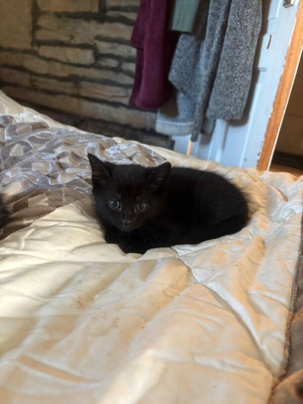 British Shorthair kittens for sale in Liskeard, Cornwall – 7 weeks old - Image 4 of 4