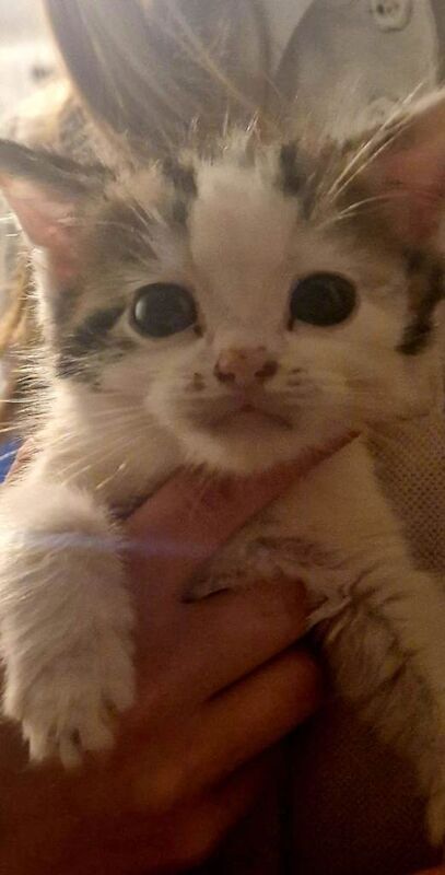 British Shorthair kittens for sale in Milnrow, Greater Manchester – 8 weeks old