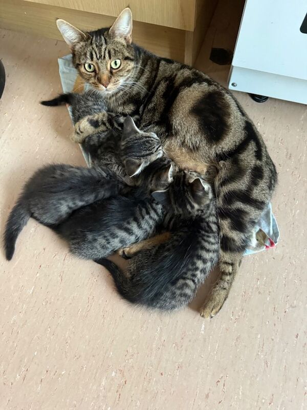 British Shorthair kittens for sale in Worthing, West Sussex – 8 weeks old