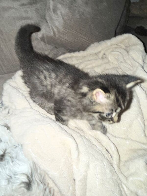 Kittens - Image 2 of 3