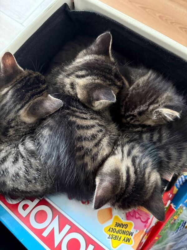 Kittens - Image 3 of 3
