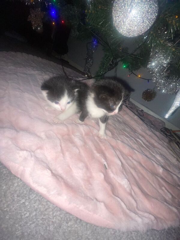 British Shorthair kittens for sale in Northenden, Greater Manchester – 6 weeks old - Image 2 of 5