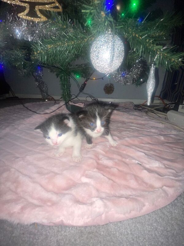 British Shorthair kittens for sale in Northenden, Greater Manchester – 6 weeks old - Image 3 of 5