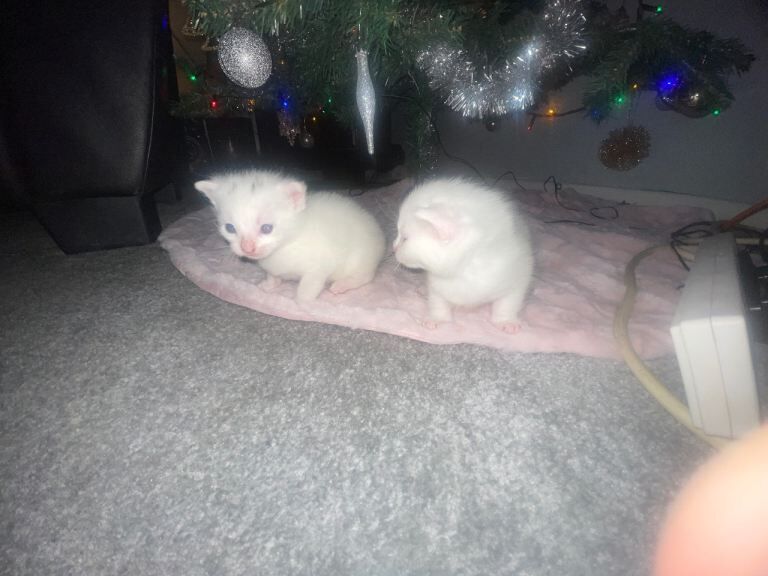 British Shorthair kittens for sale in Northenden, Greater Manchester – 6 weeks old - Image 4 of 5