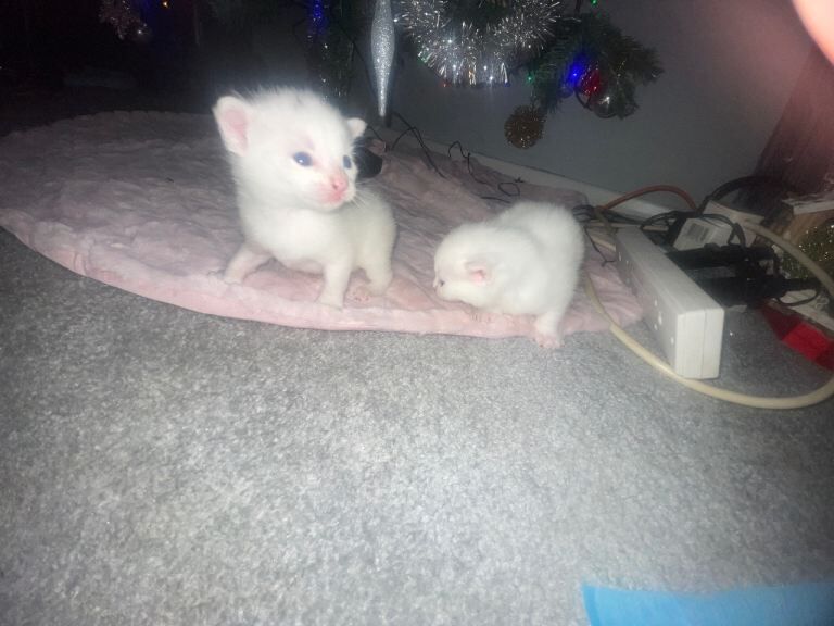 British Shorthair kittens for sale in Northenden, Greater Manchester – 6 weeks old - Image 5 of 5