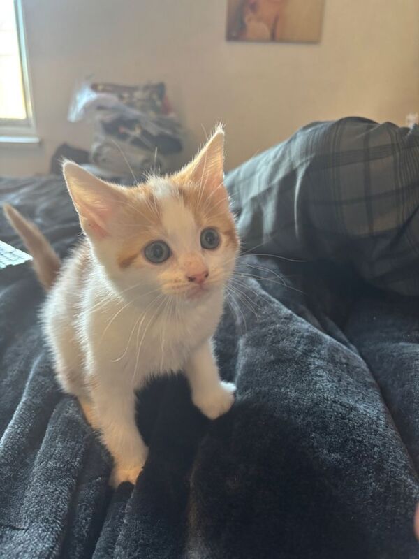 British Shorthair kittens for sale in Sandwell, West Midlands – 11 weeks old