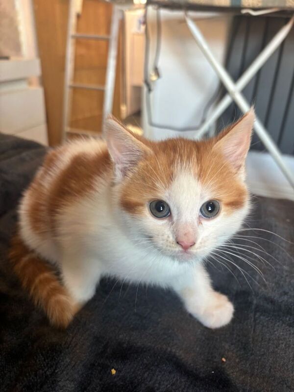 British Shorthair kittens for sale in Sandwell, West Midlands – 11 weeks old - Image 2 of 2