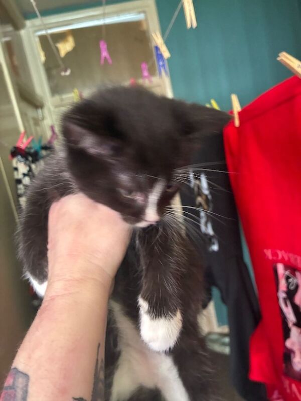 British Shorthair kittens for sale in Bridgwater, Somerset – 8 weeks old