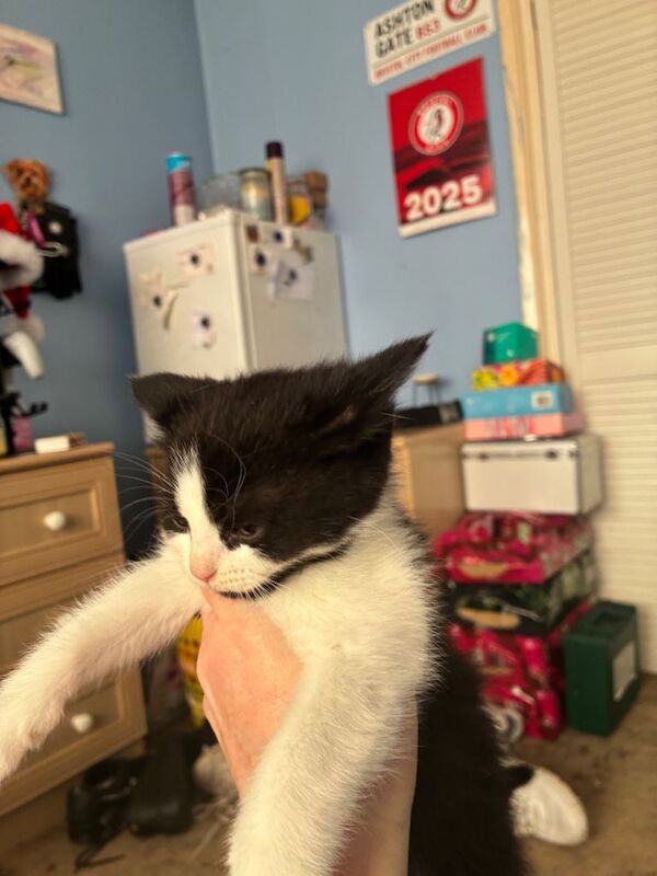 British Shorthair kittens for sale in Bridgwater, Somerset – 8 weeks old - Image 2 of 3