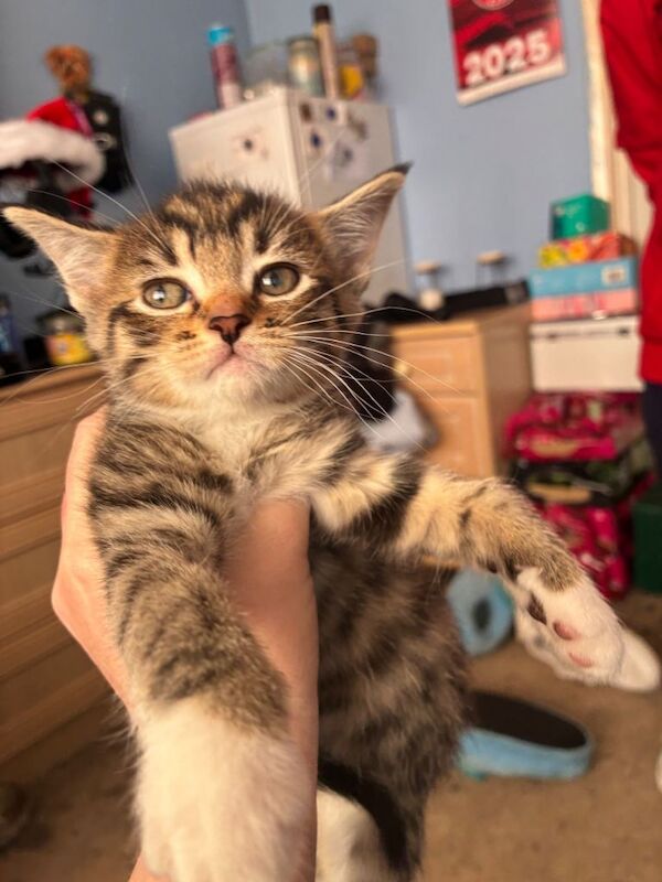 British Shorthair kittens for sale in Bridgwater, Somerset – 8 weeks old - Image 3 of 3