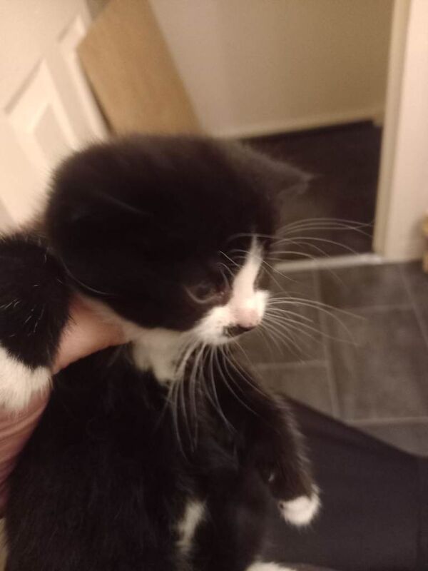 British Shorthair kittens for sale in Middlesbrough, North Yorkshire – 8 weeks old