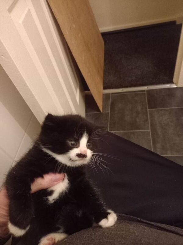 British Shorthair kittens for sale in Middlesbrough, North Yorkshire – 8 weeks old - Image 2 of 3