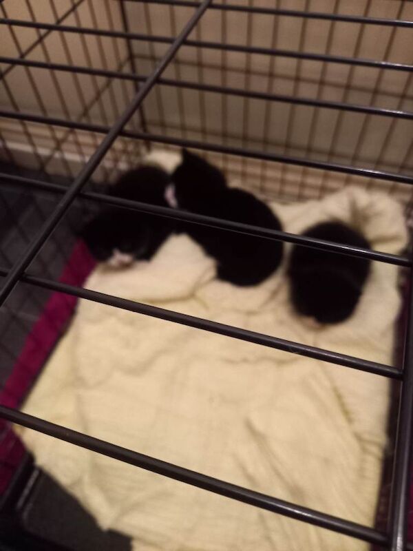 British Shorthair kittens for sale in Middlesbrough, North Yorkshire – 8 weeks old - Image 3 of 3