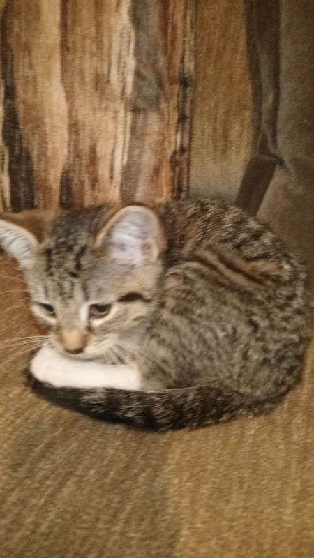 British Shorthair kittens for sale in North Motherwell, Lanarkshire – 10 weeks old