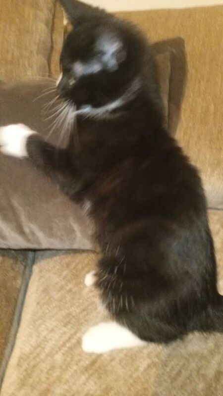 British Shorthair kittens for sale in North Motherwell, Lanarkshire – 10 weeks old - Image 2 of 6