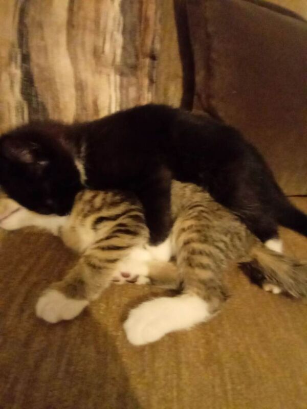 British Shorthair kittens for sale in North Motherwell, Lanarkshire – 10 weeks old - Image 3 of 6