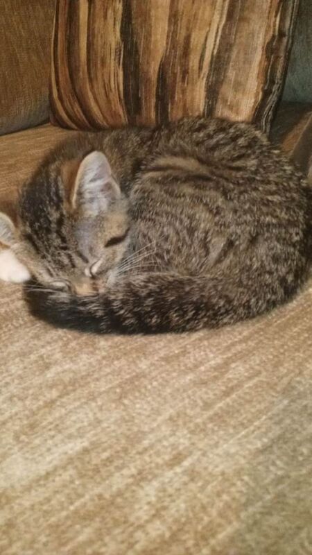 British Shorthair kittens for sale in North Motherwell, Lanarkshire – 10 weeks old - Image 4 of 6