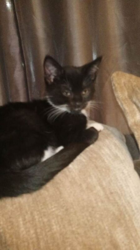 British Shorthair kittens for sale in North Motherwell, Lanarkshire – 10 weeks old - Image 5 of 6