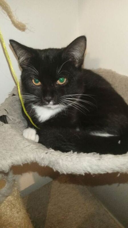 British Shorthair kittens for sale in North Motherwell, Lanarkshire – 10 weeks old - Image 6 of 6