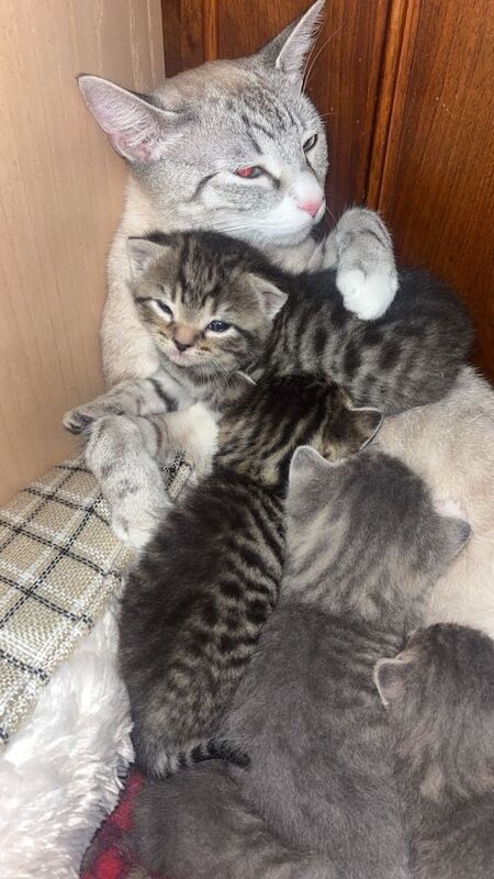 British Shorthair kittens for sale in High Wycombe, Buckinghamshire – 8 weeks old