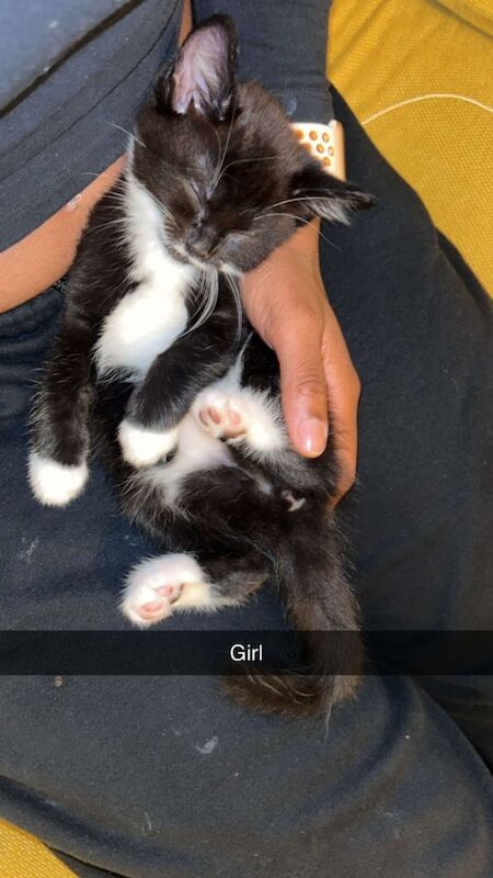 British Shorthair kittens for sale in Sandwell, West Midlands – 3 months old