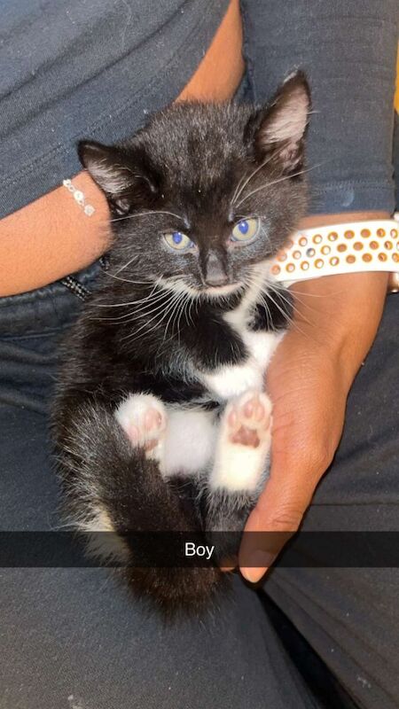 Kittens - Image 2 of 3