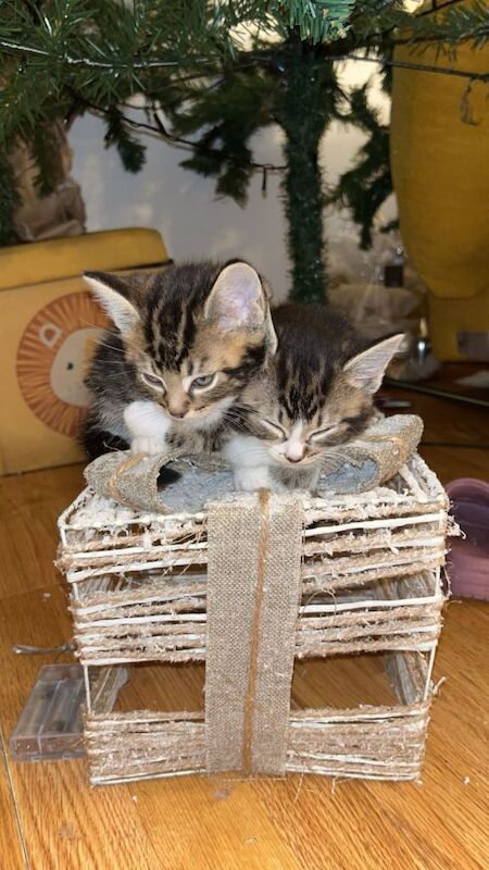 Kittens - Image 3 of 3