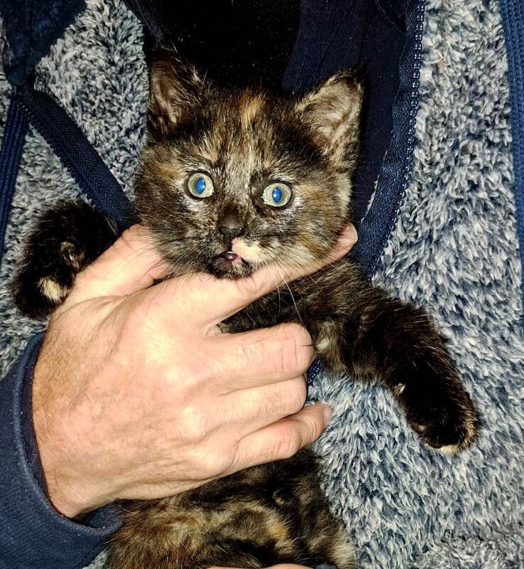 British Shorthair kittens for sale in Downpatrick, County Down – 7 weeks old