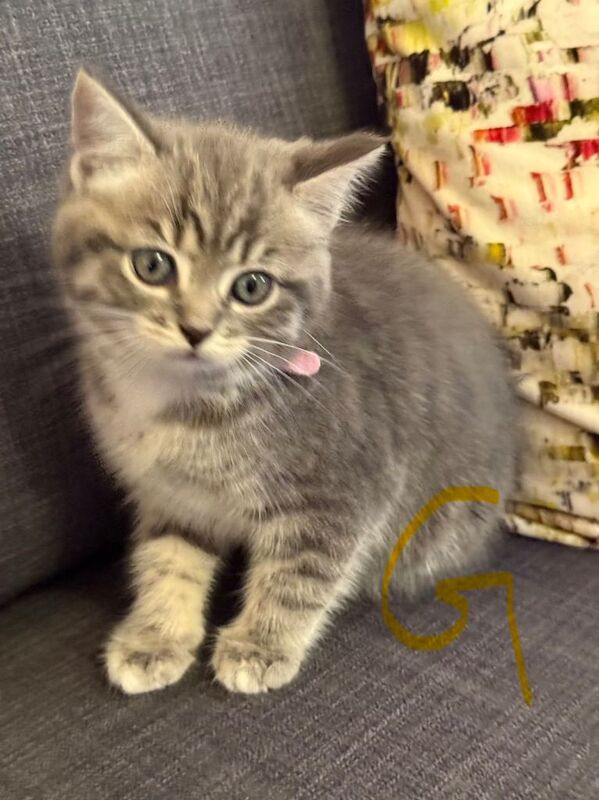 British Shorthair kittens for sale in Beckton, Greater London – 9 weeks old