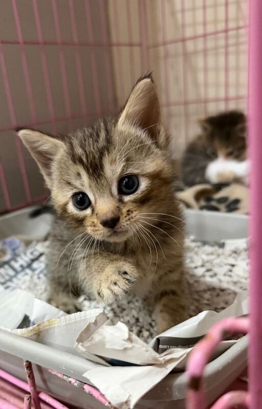 British Shorthair kittens for sale in Swansea / Abertawe, West Glamorgan – 8 weeks old