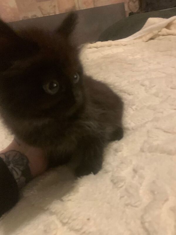 British Shorthair kittens for sale in Swansea – 8 weeks old