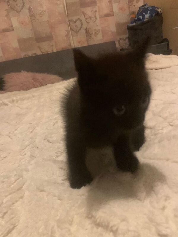 Kittens - Image 2 of 4