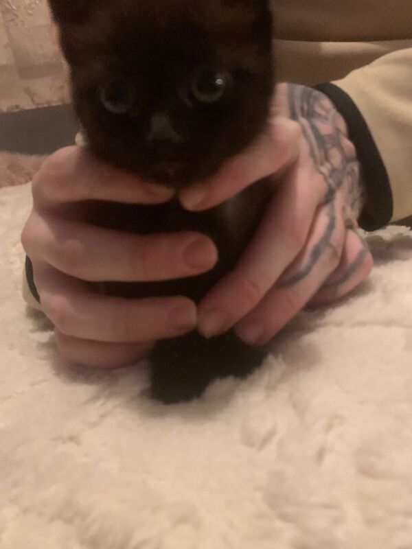 Kittens - Image 3 of 4