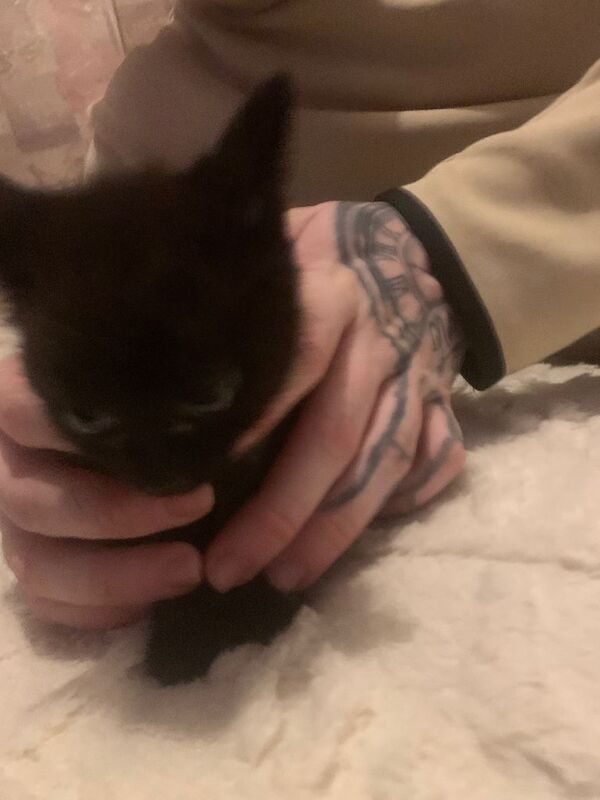 Kittens - Image 4 of 4